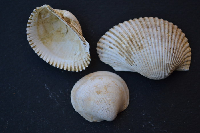 Fossili da determinale, Sicilia.